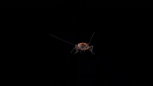 Cockroach Walk Front