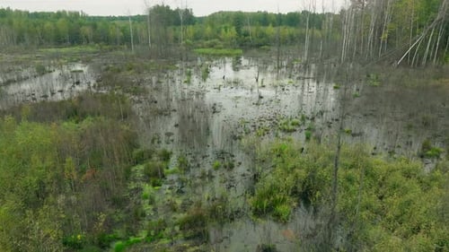 Swamp Beautiful River Tropical Jungle Aerial Green Forest Travel Water
