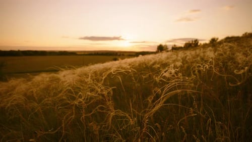 Closeup Wheat Spikelets on Field on Beautiful Nature Sunset Landscape on Sun Rays Grown Rich Harvest