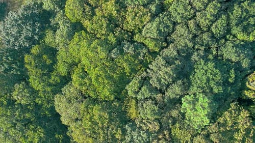 Flying Over Dense Green Forest And Treetops During Summer - drone shot