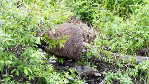 Scene of a beaver (Castor) in Hinton Town, Alberta, Canada.