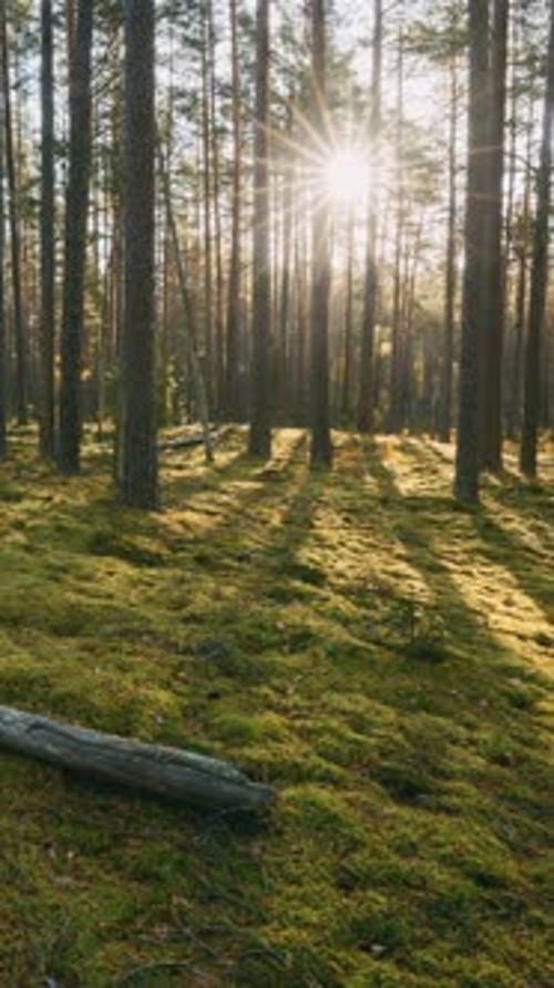 Sunlight Sunrays Shine Through Woods In Forest Landscape Beautiful Sunset Sun Sunshine In Sunny