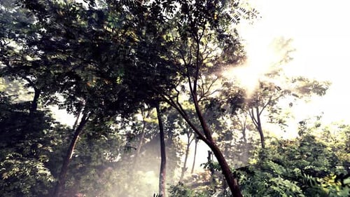 The Sun Shines Through the Trees in the Forest