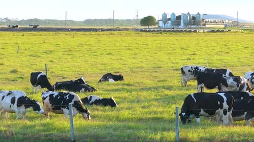Free Range Milk Cows Grazing on Green Farm Pasture Feeding of Cattle on Farmland Grassland