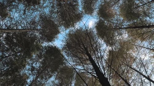 Hochwinkelblick mit Blick auf den blauen Himmel zwischen hohen Bäumen im Mischwald an sonnigen Herbsttagen
