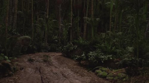 Muddy Path Through Dense Tropical Forest in Late Afternoon Light