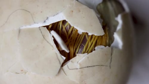 Chick Inside Cracked Egg Shell Waiting to Hatch