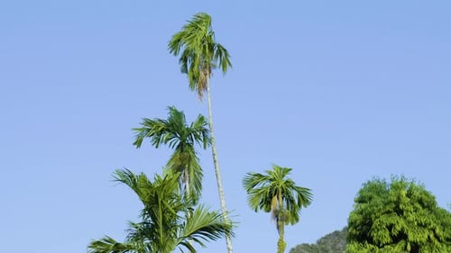 Lush palm trees on tropical island swaying in breeze against blue sky