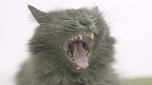Gros plan d'un chat gris avec bouche ouverte et dents visibles