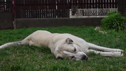 Dog Breathing Quickly On Grass