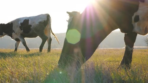 Cow Eating Fresh Green Grass on Lawn Herd of Cattle Grazing on Pasture at Sunny Day Beautiful