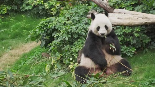 Giant Panda Eats Bamboo in a Green Forest