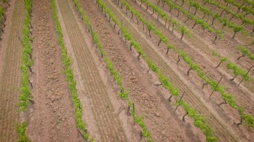 An aerial view of young grape vines at a Vineyard