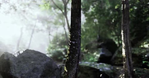 Serene Forest Landscape with Lush Greenery and Sunlight Filtering Through Trees