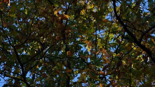 Autumn Foliage Texture with Green and Yellow Leaves Blowing in the Wind