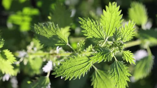 Plante d'ortie aux feuilles vertes poussant à l'extérieur, gros plan