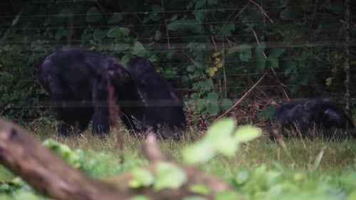 Schimpanse spaziert im Zoo-Dschungel, Seitenansicht