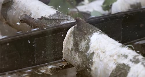 Birch Log Cut by a Saw