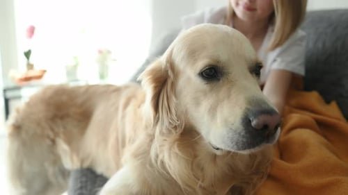 Golden Retriever Getting Pet By a Child Indoors
