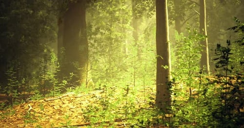 Sunlight Filters Through Trees in a Tranquil Forest During Early Morning Hours