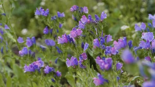 Campo de víboras silvestres, flores de bugloss o blueweed, de cerca