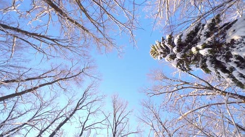 Camera is directed upwards at snow-covered crowns of trees. Winter forest.