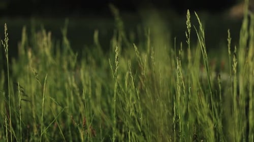 Close Up of a Flower of Grass Blowing Against the Wind at a Beautiful Sunset or Sunrise Slow Motion