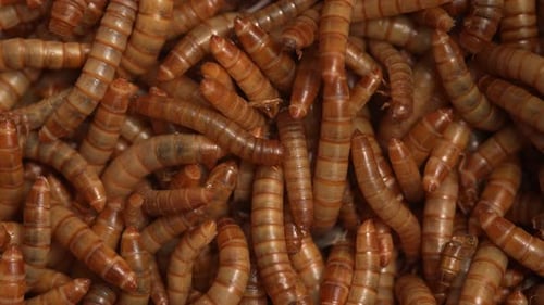 Mealworms 15