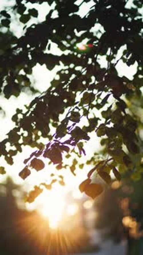 La lumière du soleil filtre à travers les feuilles, créant un cadre automnal paisible et atmosphérique