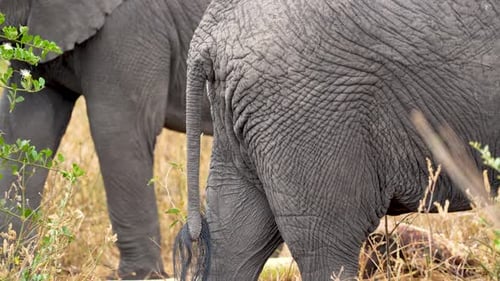 African elephant tails with hair detail in the Ngorongoro wildlife preserve in Tanzania, Tilt down r