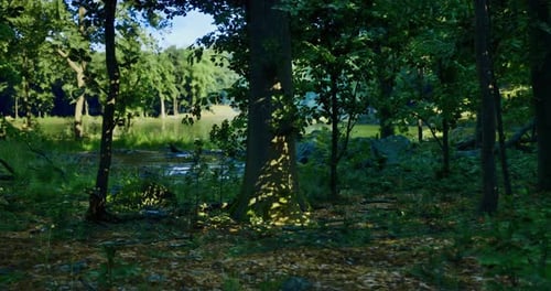 Tranquil Forest Landscape with Sunlight Filtering Through Tree Leaves
