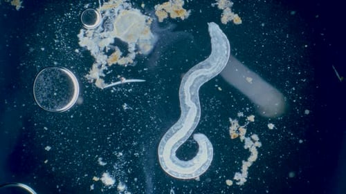 Water worm