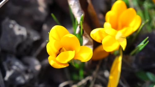 Gelbe Frühlingskrokusse am frühen Morgen Frühlingshintergrund im Freien, orangefarbene Blumen mit Tau