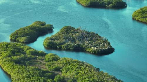 Florida Wetlands with Flock of White Egret and Heron Birds on Green Swamp Vegetation Between Bay