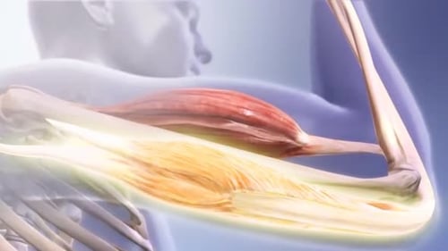 Human Arm Muscle Contraction and Relaxation with Bones