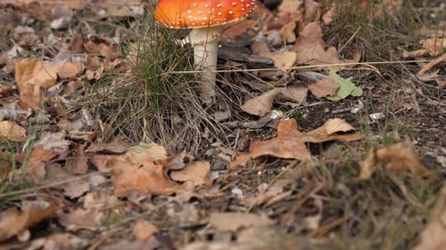 Red Fly Agaric Mushroom on the Forest Floor