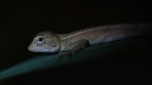 The Oriental Garden Lizard is also called the Eastern Garden Lizard, Bloodsucker and Changeable Liza