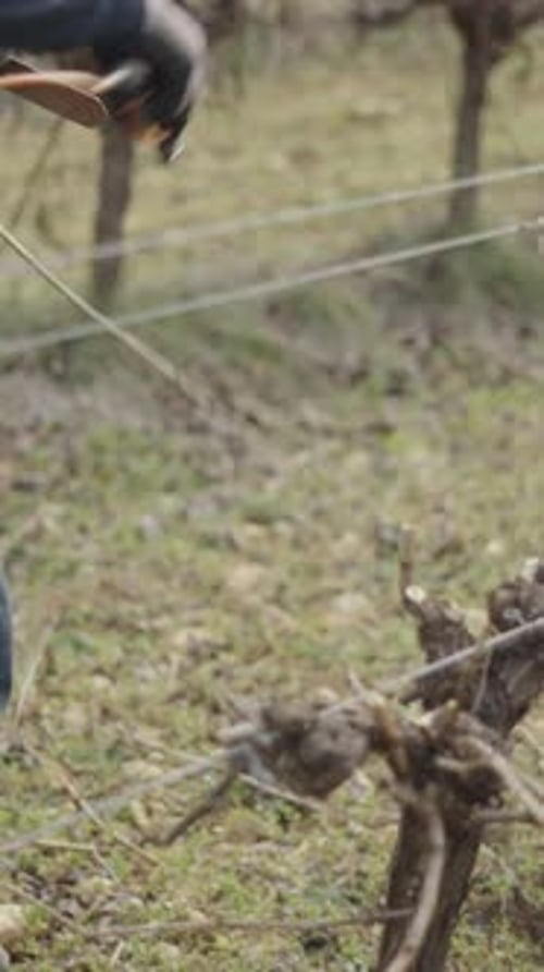 Nahaufnahme der Hände mit Handschuhen beim Beschneiden der Reben eines großen Weinbergs und der Zweige der Büsche