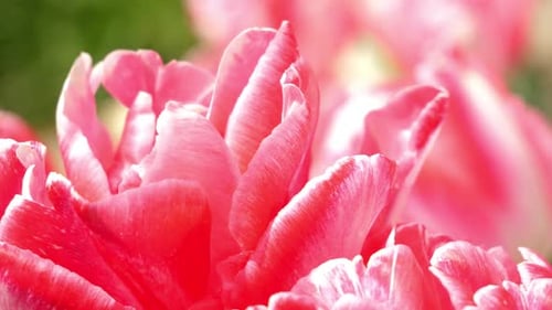 Macro View of Beautiful Pink Tulip Petals