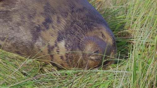 Breeding season for Atlantic Grey seals, newborn pups with white fur, mothers nurturing, basking in