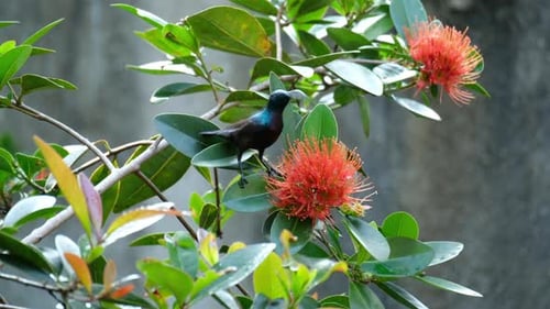Lotens Sonnenvogel