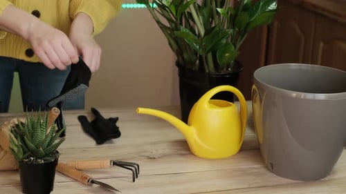 Close-up woman's hands are planting repotting indoor plants home flowerpots in another pot giving ne
