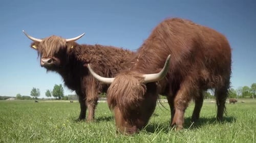 Majestic Highland Cows Grazing in Green Pasture