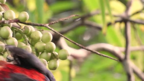 Colorful Collared Aracari eating small fruit with its beak, in a sunny tropical forest