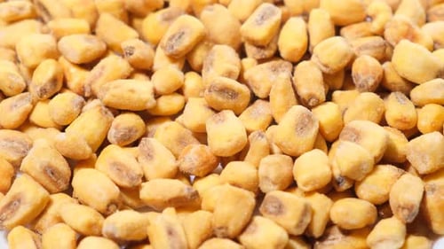 Dried Corn Rotates in a Circle Corn Background