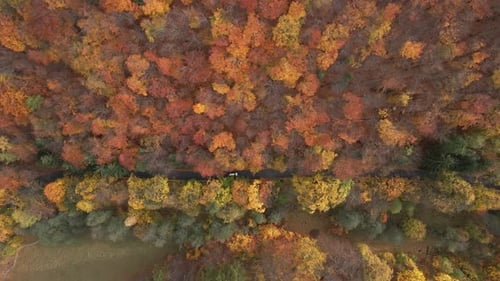 Cars Driving on Road Winding Through Colorful Autumn Forest