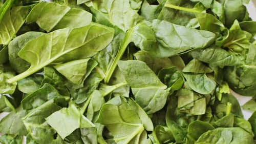 Heap of Baby Spinach Leaves with Water Drops Raw Organic Spinach Greens Close Up