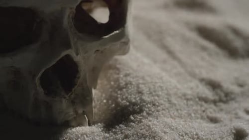 Death in the desert - skull in the sand