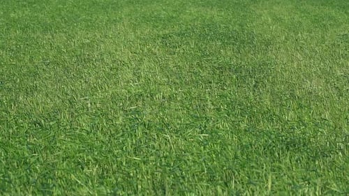 View of a green wheat field in the wind