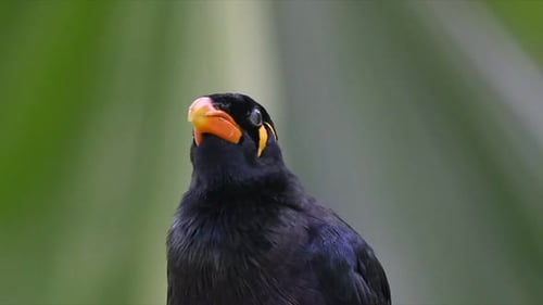 Common Hilled Myna perch on tree branch close up